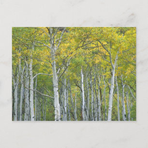 Carte Postale Des aspens d'automne dans le col McClure au Colora
