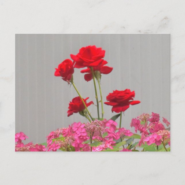 Carte Postale Des Boutons roses Éclatant Des Casquettes De Dente (Devant)