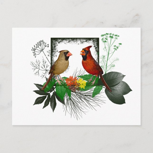 Carte postale des Cardinals (Devant)