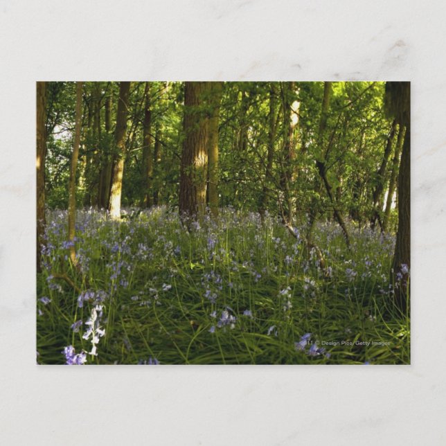 Carte Postale Des Cellules Bleues Dans Une Forêt (Devant)