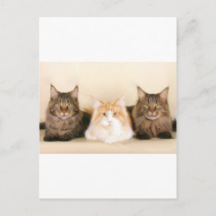 Carte postale des chats à coon du Maine