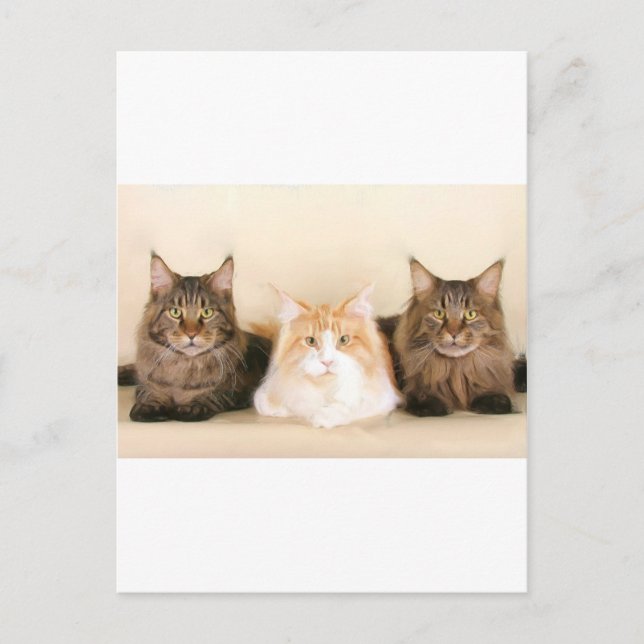 Carte postale des chats à coon du Maine (Devant)