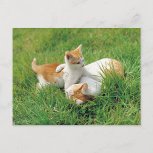 Carte Postale Des chattes joueuses