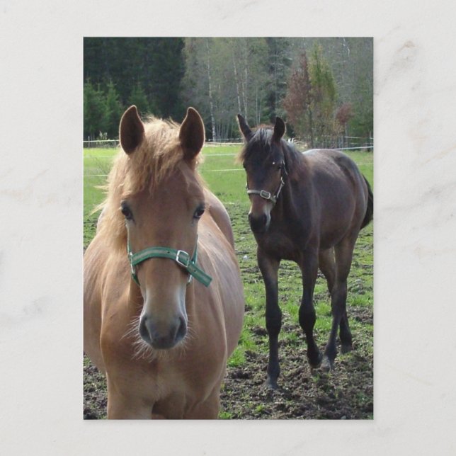 Carte postale des chevaux (Devant)