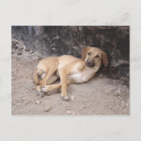 Carte postale des Chiens Nowzad RPG