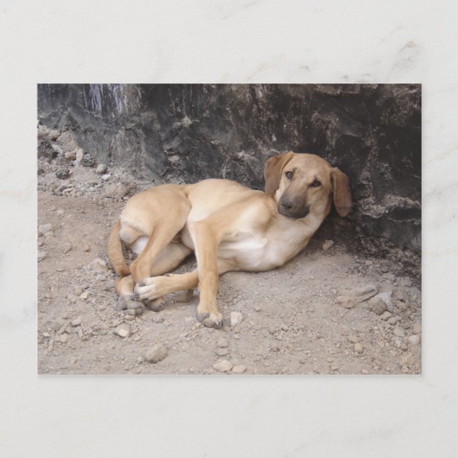 Carte postale des Chiens Nowzad RPG (Devant)