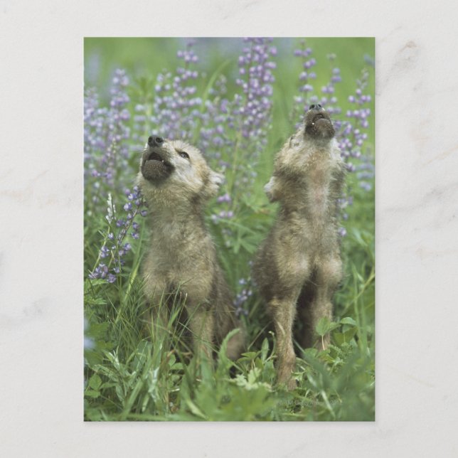 Carte Postale Des Chiots Loups hurlent dans la prairie (Devant)