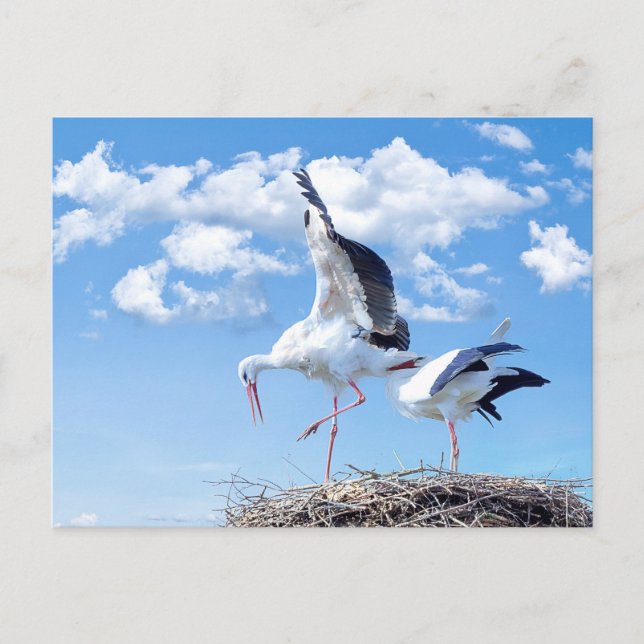Carte Postale Des cigognes dans le ciel (Devant)