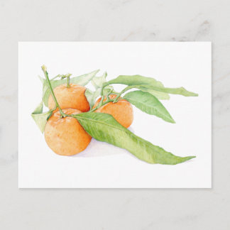 Carte postale des clémentines de Noël