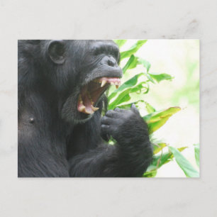 Carte postale des crocs de chimpanzé