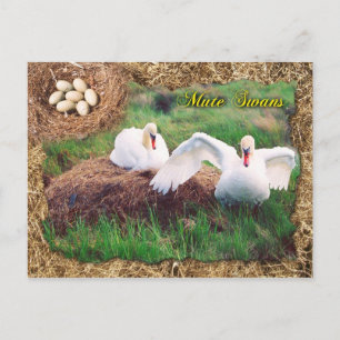 Carte Postale Des cygnes muets gardent le nid, Maryland