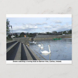 Carte Postale Des cygnes regardent un bateau traverser la rivièr