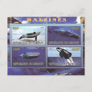 carte postale des dauphins de baleine