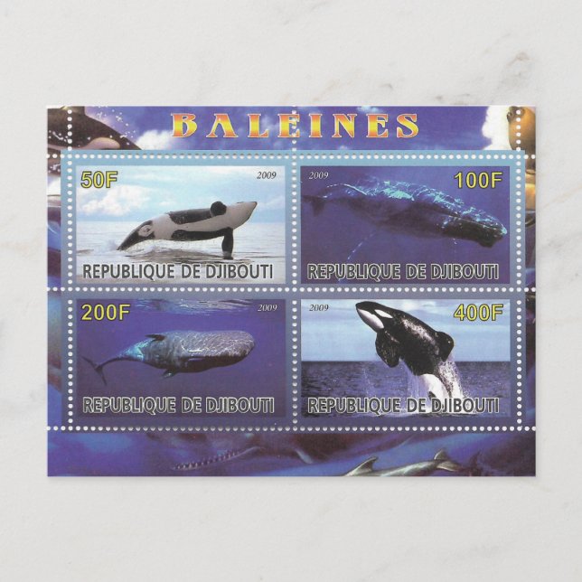 carte postale des dauphins de baleine (Devant)
