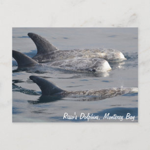 Carte postale des dauphins de Risso