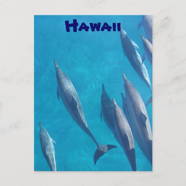 Carte postale des dauphins hawaïens (Devant)