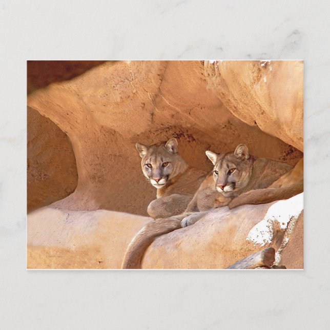 Carte postale des deux lions de montagne (Devant)