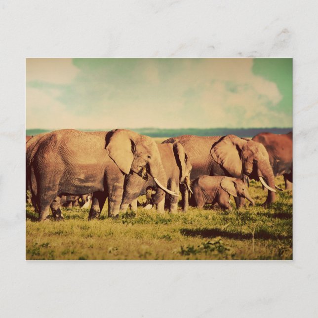 Carte postale des éléphants (Devant)