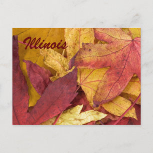 Carte postale des feuilles d'automne de l'Illinois