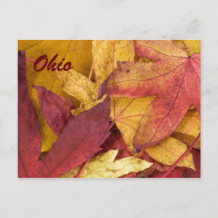 Carte postale des feuilles d'automne de l'Ohio