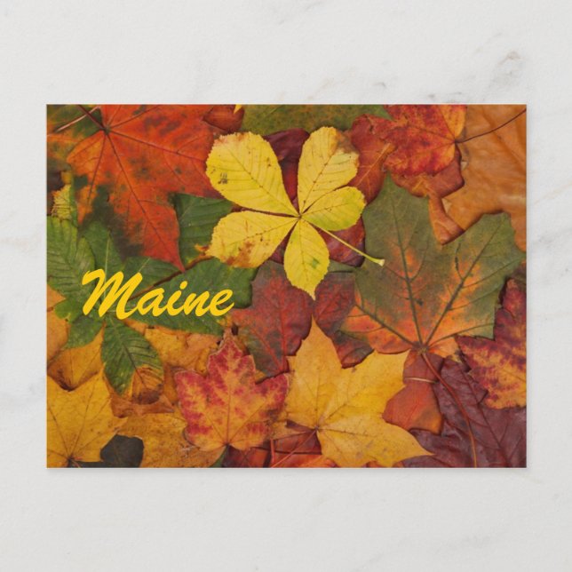 Carte postale des feuilles d'automne du Maine (Devant)
