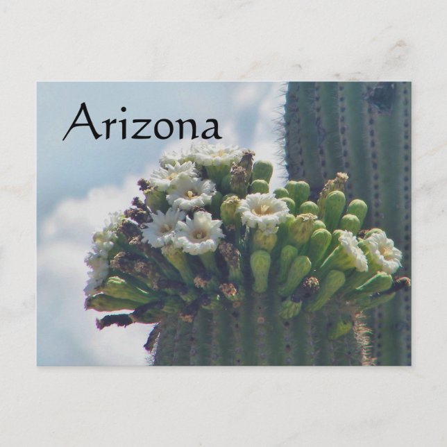 Carte postale des fleurs de cactus du Saguaro, Ari (Devant)