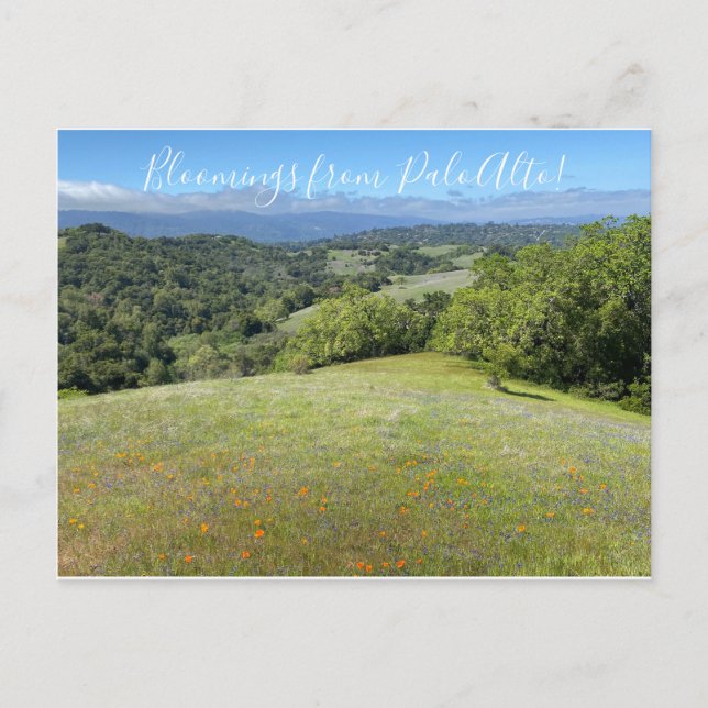 Carte Postale Des fleurs de Palo Alto ! (Devant)