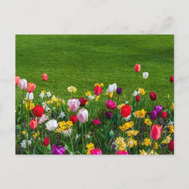 Carte postale des fleurs du printemps (Devant)