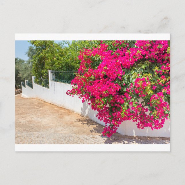 Carte Postale Des fleurs rouges de bougainville fleurissent sur  (Devant)