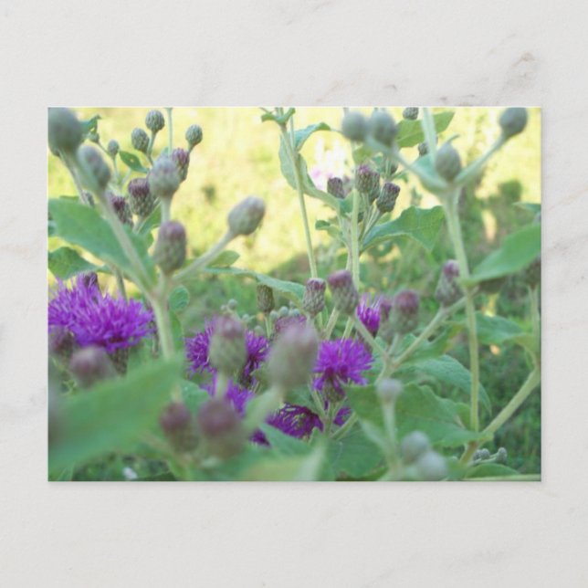 Carte postale des fleurs sauvages de l'Oklahoma (Devant)