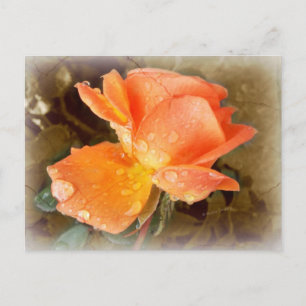 Carte Postale Des gouttes de pluie sur les Roses.....