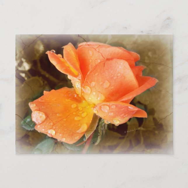 Carte Postale Des gouttes de pluie sur les Roses..... (Devant)