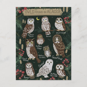 Carte postale des hiboux d'Alaska