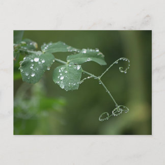 Carte postale des larmes de pois verts