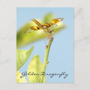 Carte postale des libellules d'or