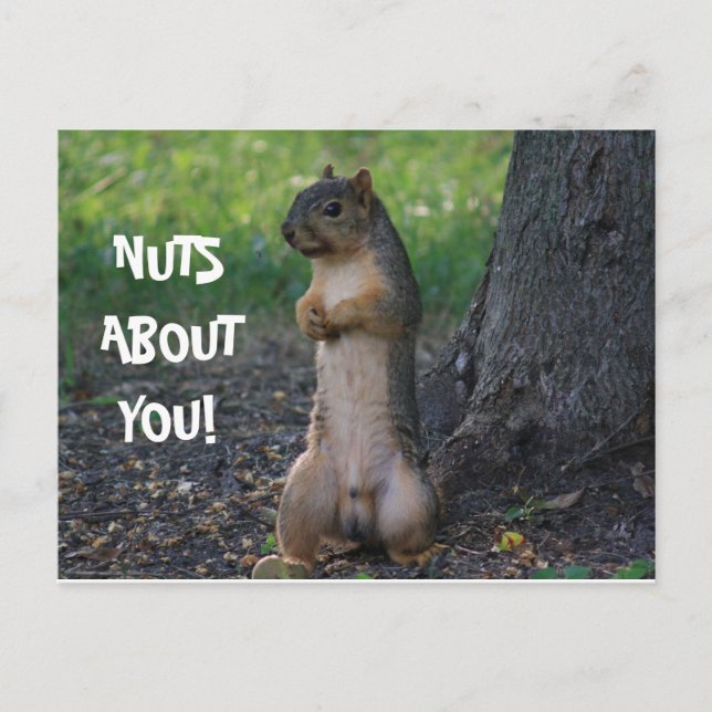CARTE POSTALE DES NUTS SUR VOUS ! (Devant)