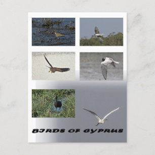 carte postale des oiseaux de chypre