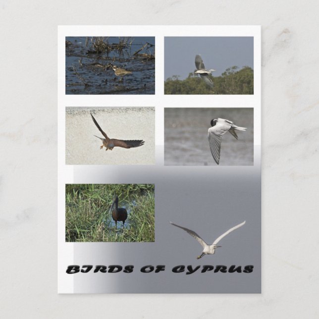 carte postale des oiseaux de chypre (Devant)