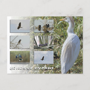 Carte postale des oiseaux de Chypre