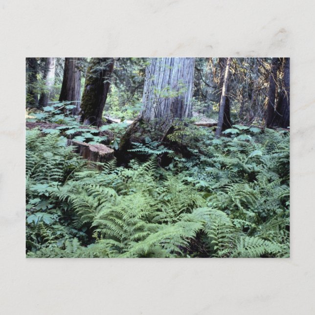 Carte postale des parcs nationaux (Devant)