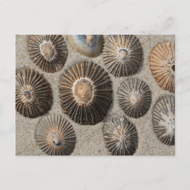 Carte postale des Patelles (Devant)