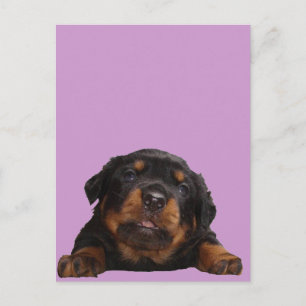 Carte Postale Des pattes pour la pensée