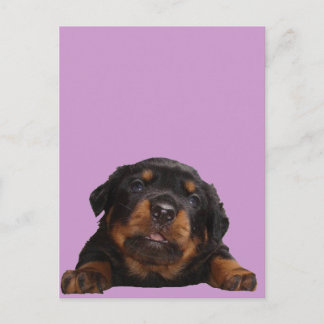 Carte Postale Des pattes pour la pensée