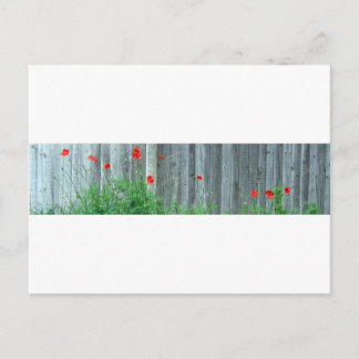 Carte Postale Des pavots sur un mur