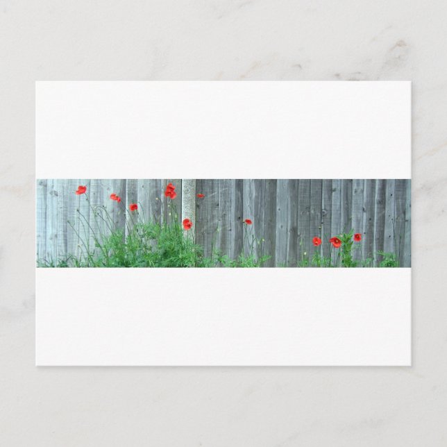Carte Postale Des pavots sur un mur (Devant)