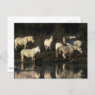 Carte Postale Des Pies De Camargue En Herd Se Trouvant Dans L'Ea