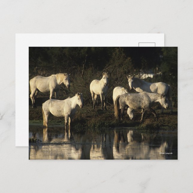 Carte Postale Des Pies De Camargue En Herd Se Trouvant Dans L'Ea (Devant / Derrière)