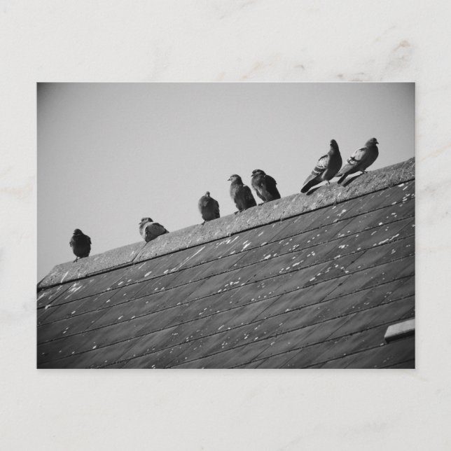 Carte Postale Des pigeons sur le toit (Devant)