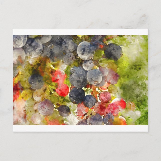Carte Postale Des raisins sur la vigne prêts à faire du vin (Devant)
