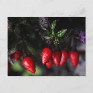 Carte Postale Des Red Hot Garden Salsa Chili Peppers.